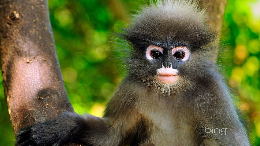 Very Cute Monkey