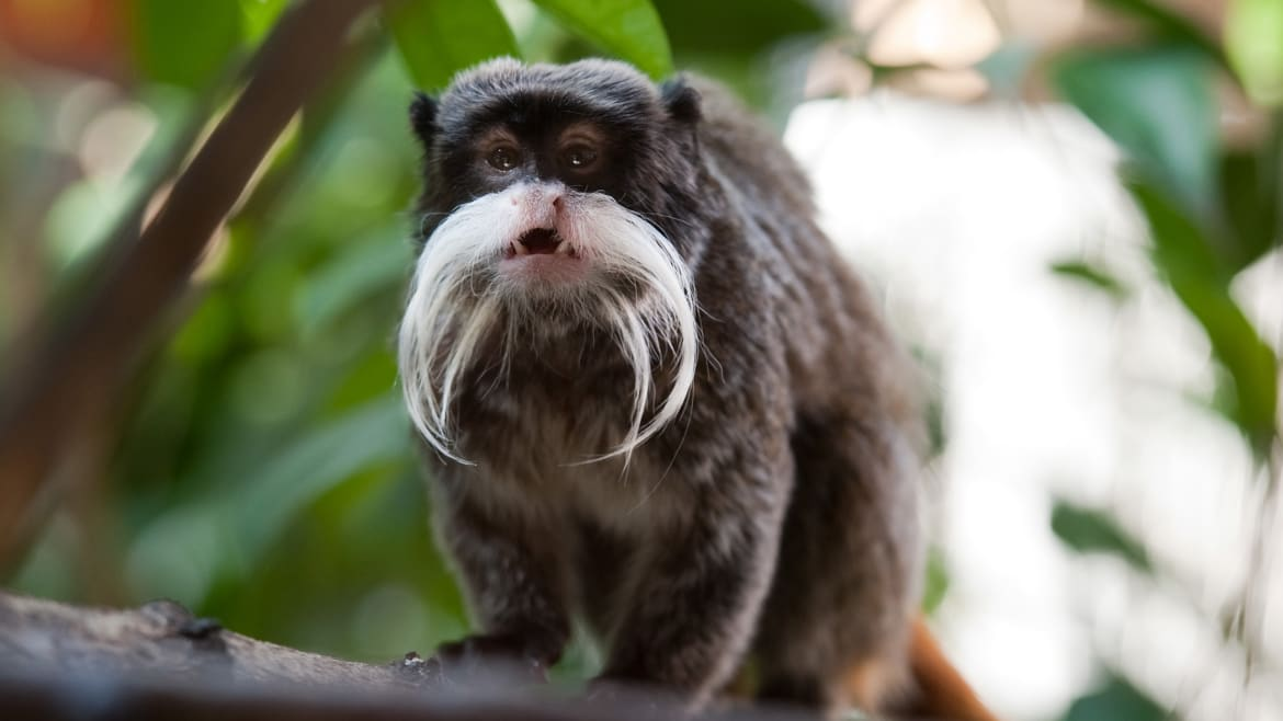 Tamarin